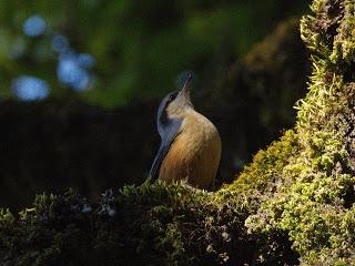 White-tailedNuthatch