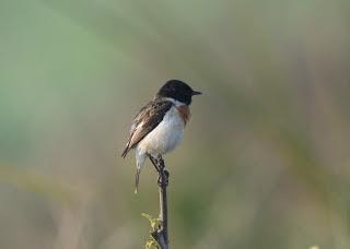 White-tailed stonechat