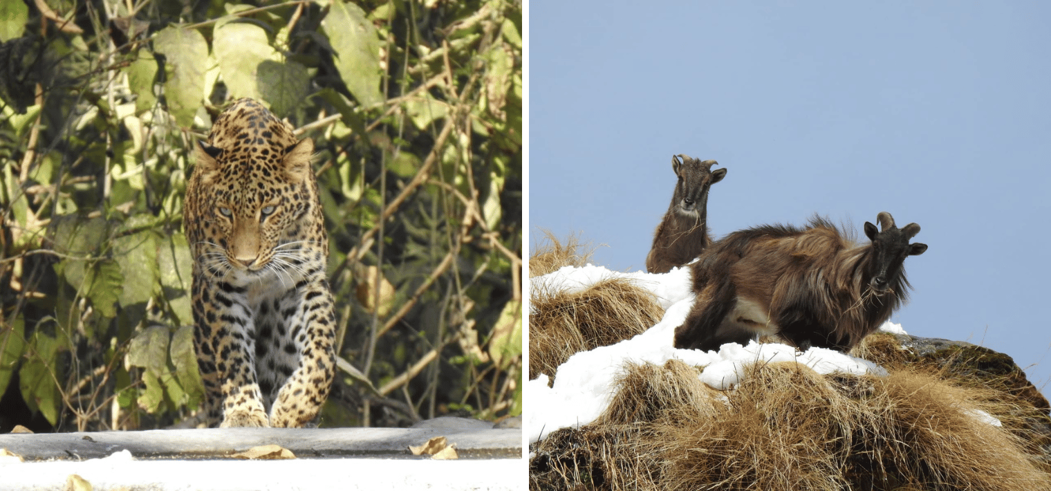 Wildlife Tour In Chopta