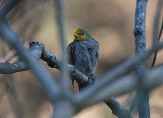 Yellow-rumpedhoneyguide