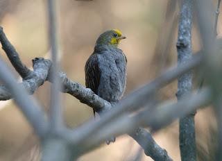 Yellow-rumpedhoneyguide