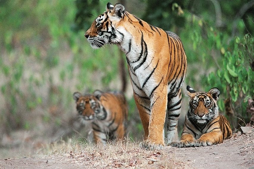 forest_safari_package