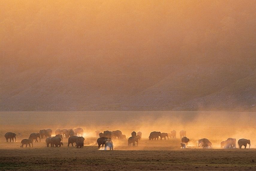 corbett_tiger_safari