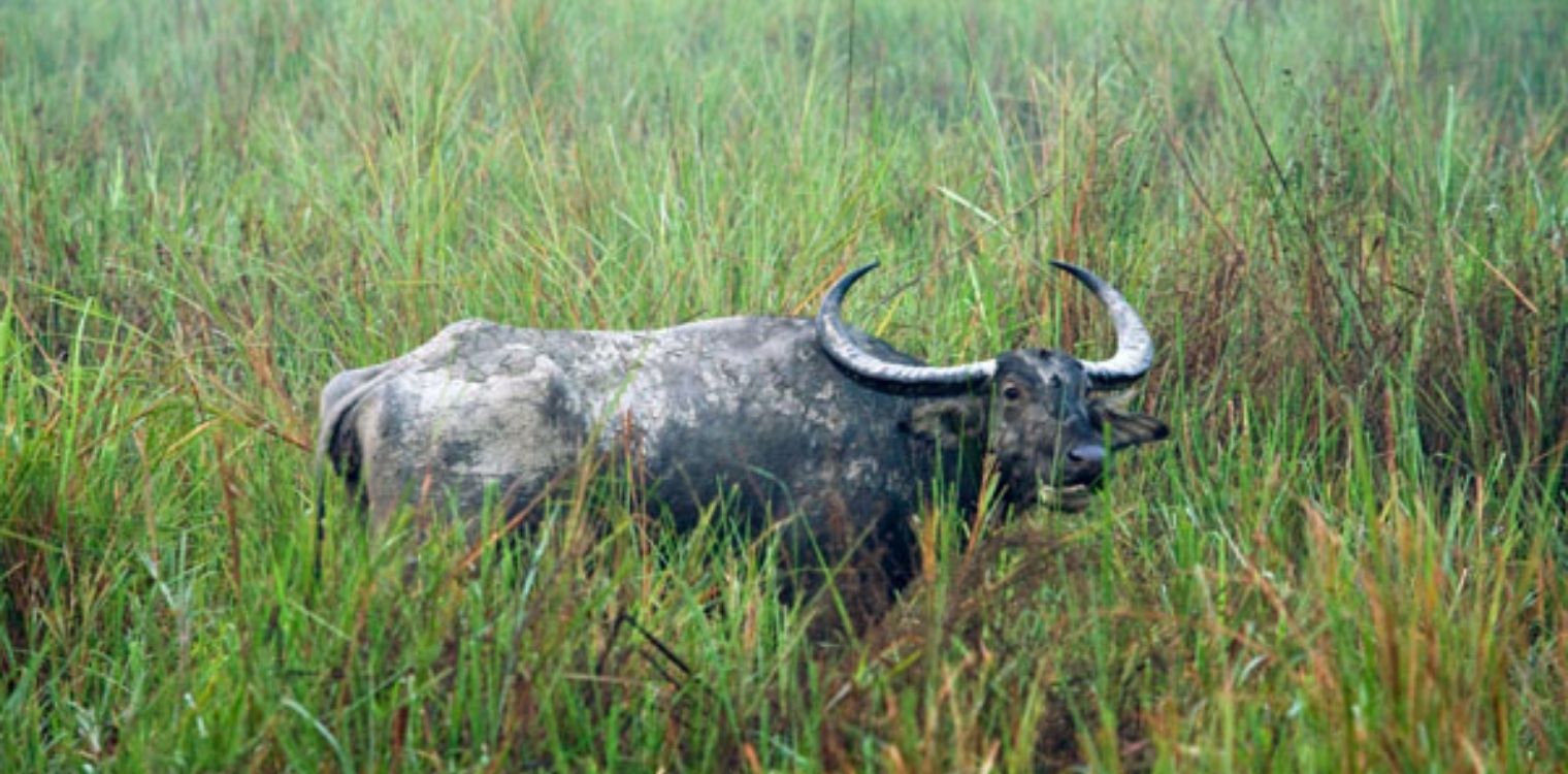 asiatic_water_buffalo