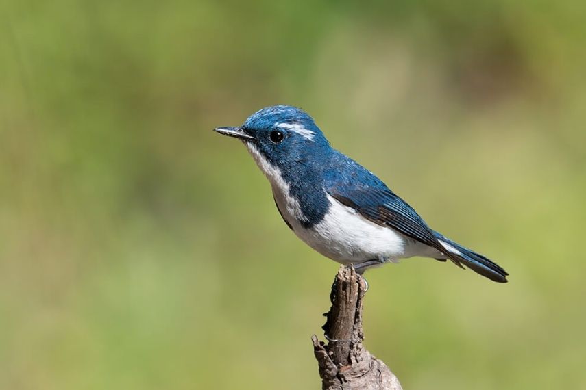 bird_photography_tour_uttarakhand