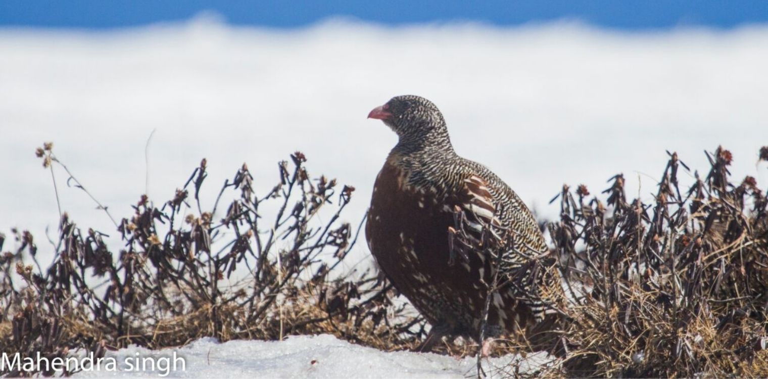 bird_watching_in_eaglenest