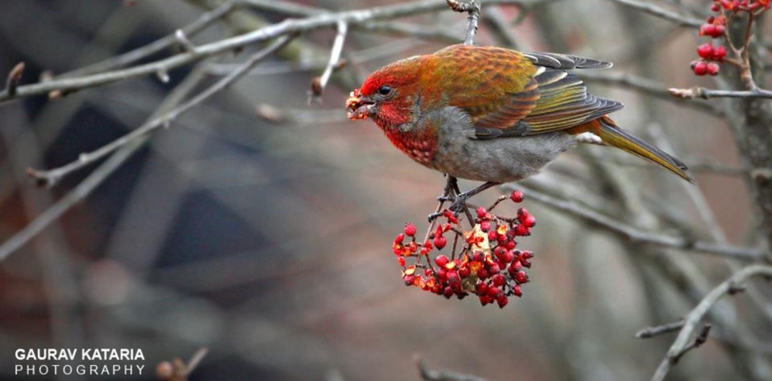 bird_watching_in_eaglenest