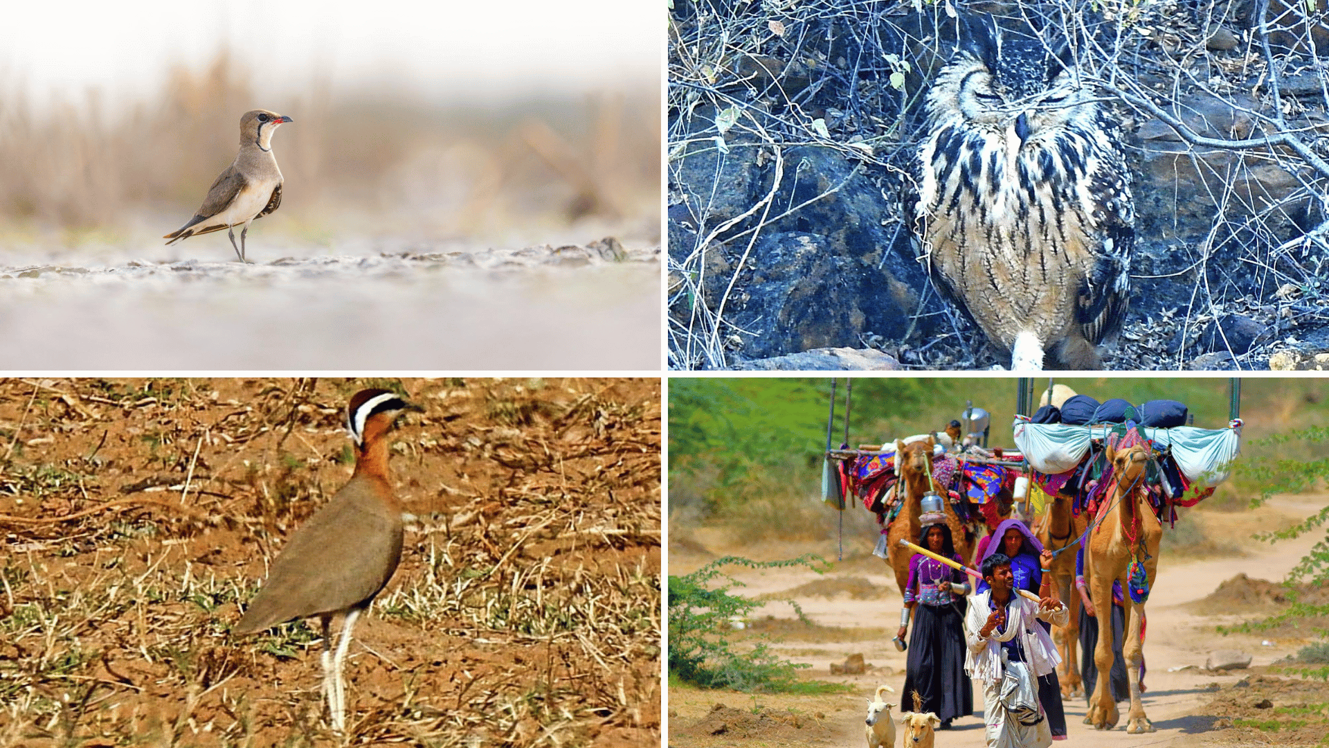 birding in Banni Grasslands