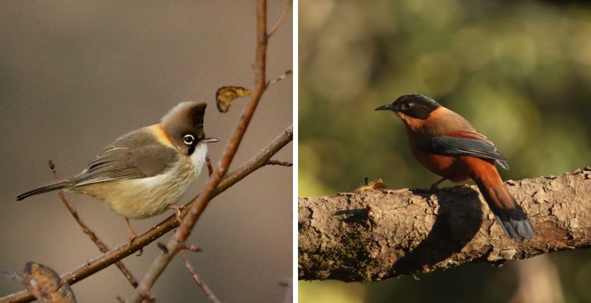 birding in junglelore birding lodge
