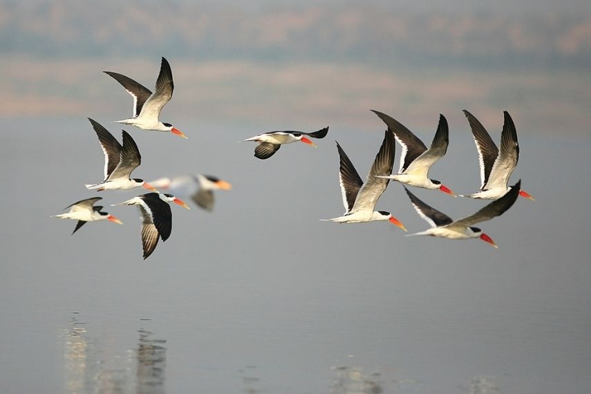 birding_in_chambal