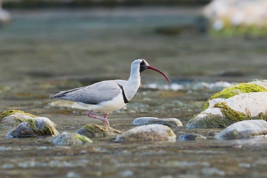 birding_in_jim_corbett