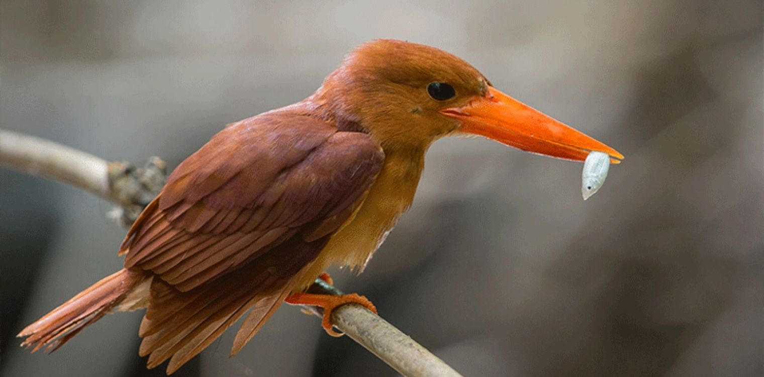 birding_in_sundarbans