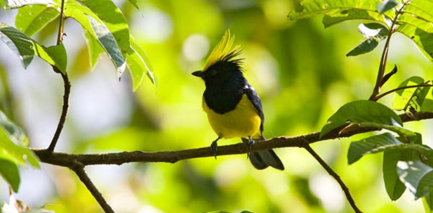 birds_of_arunachal_pradesh