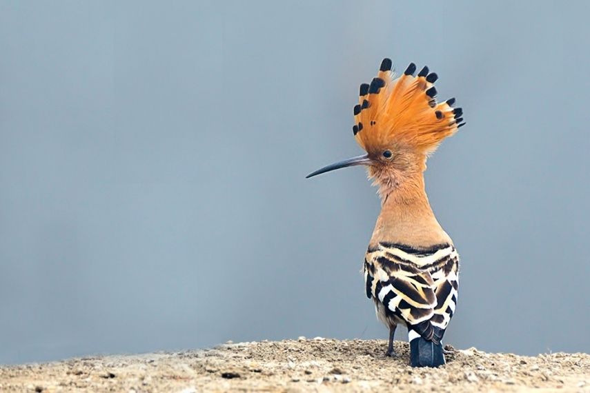 birdwatching_tour_to_sultanpur_national_park