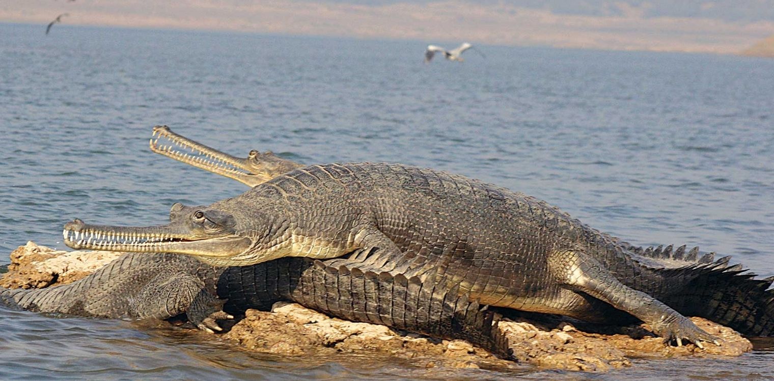 chambal_river_safari