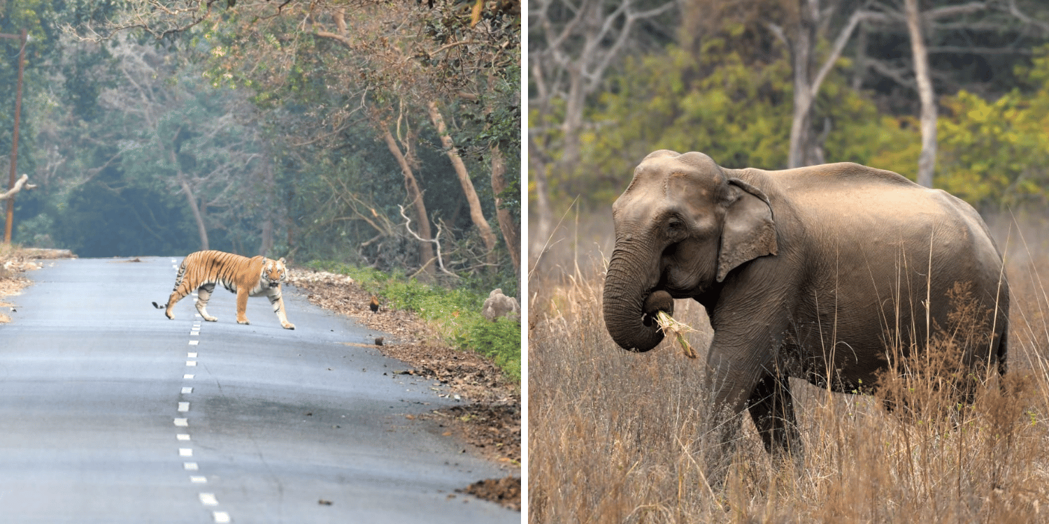 corbett national park