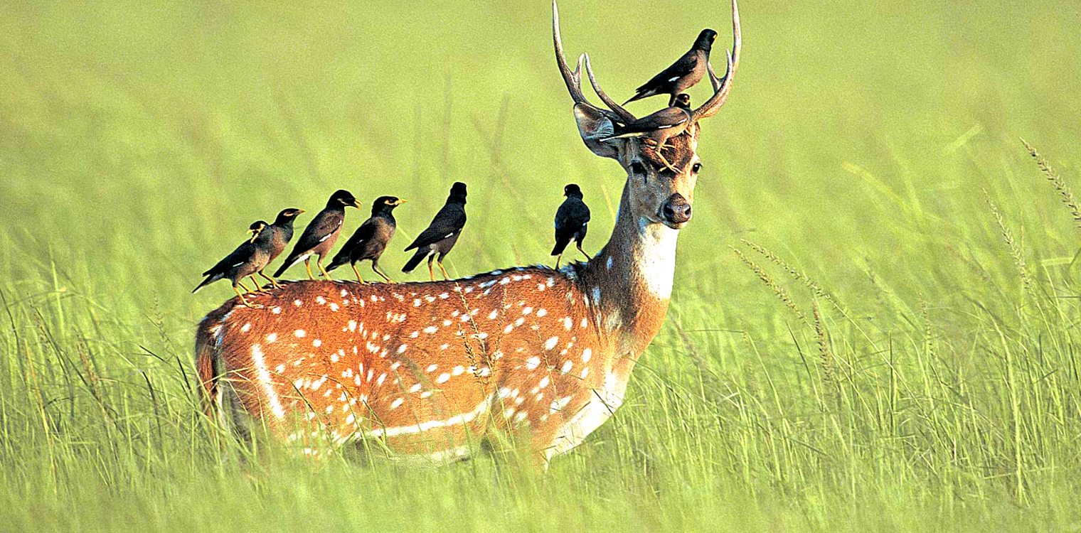 corbett_national_park.