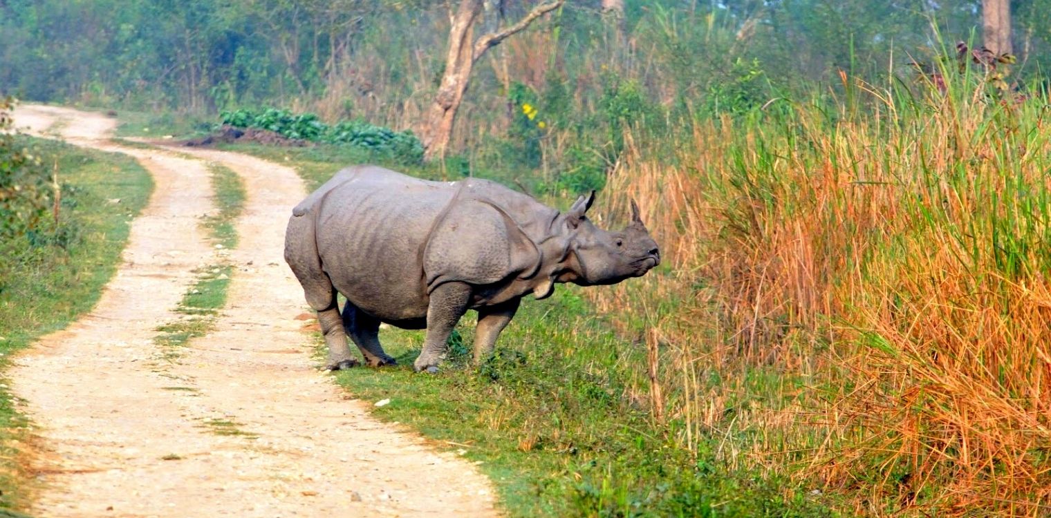 kaziranga_national_park