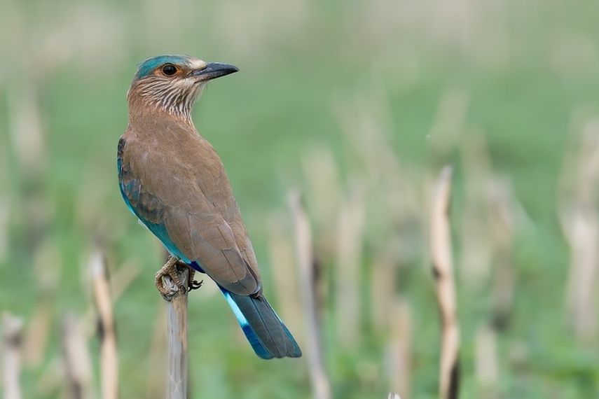 keoladeo_national_park