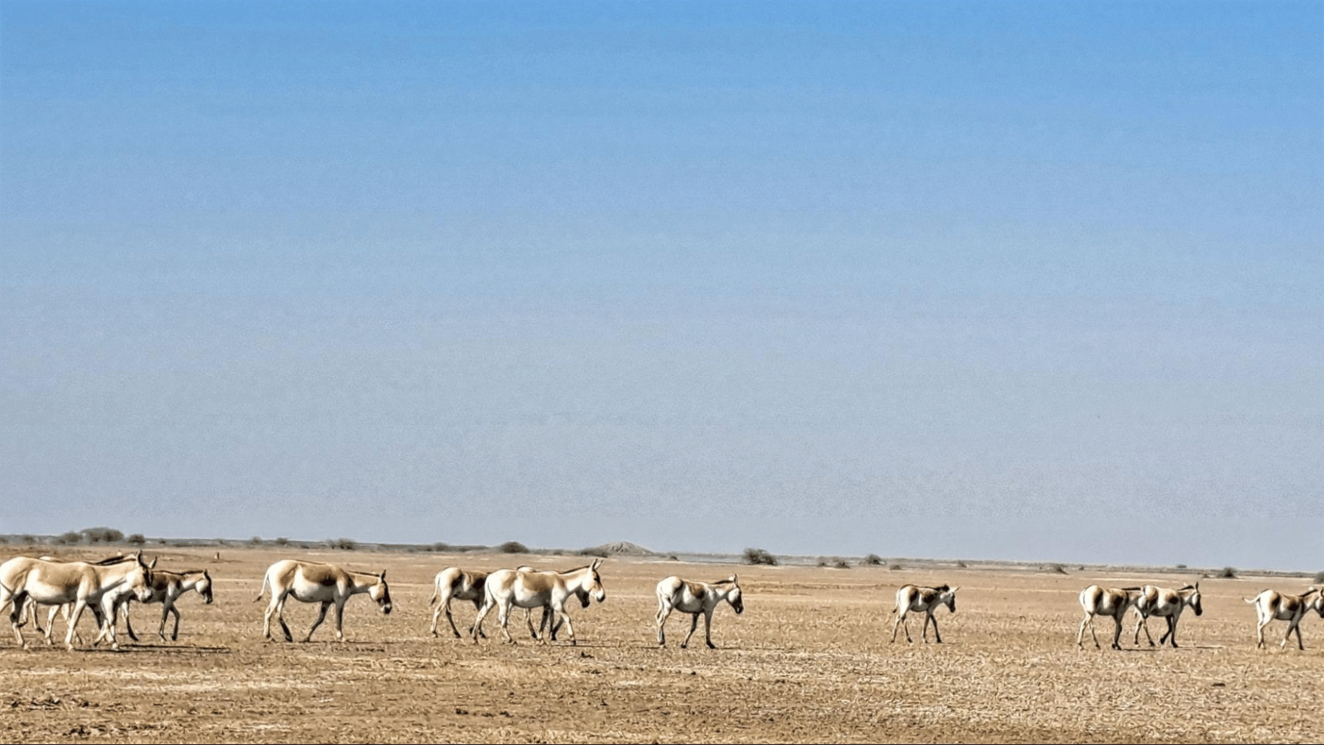 little-rann-of-kutch-wildlife-sanctuary