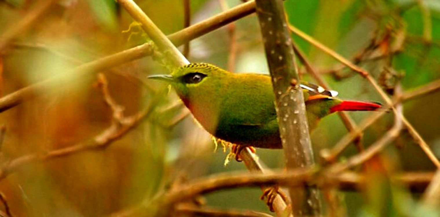 mandala_bird_photography