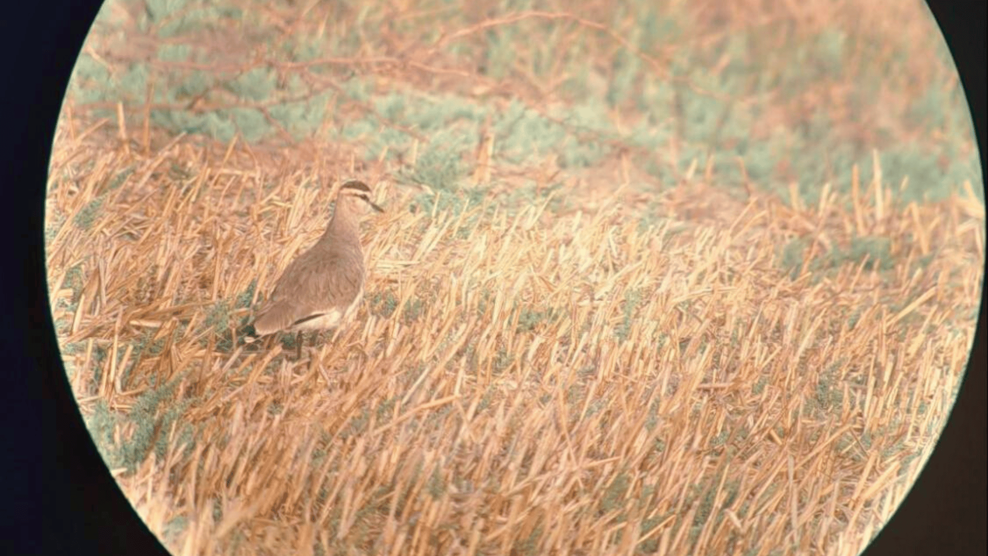 nalsarovar-bird-sanctuary