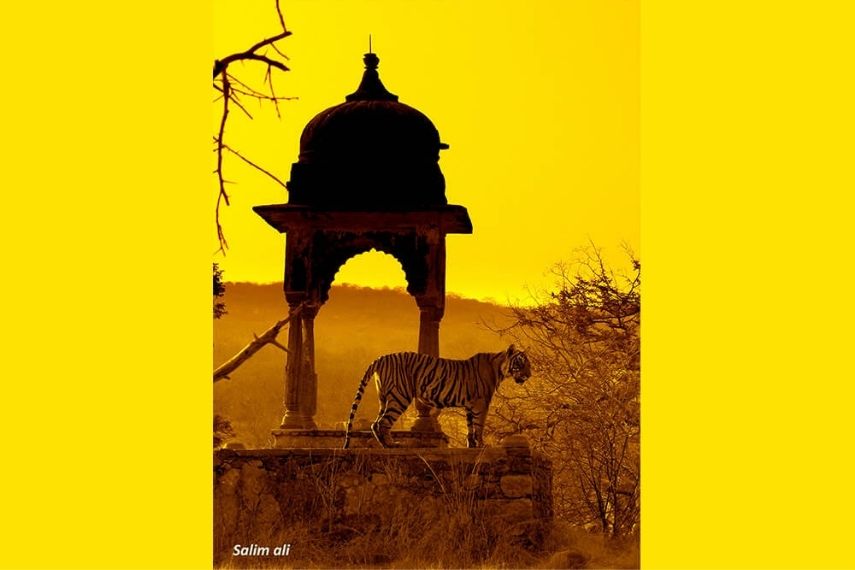 ranthambore_national_park