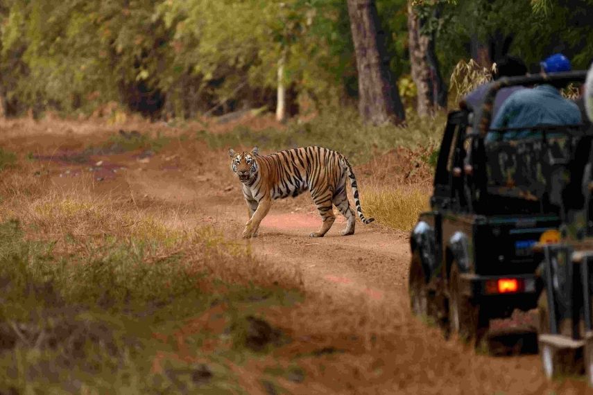 ranthambore_national_park_safari