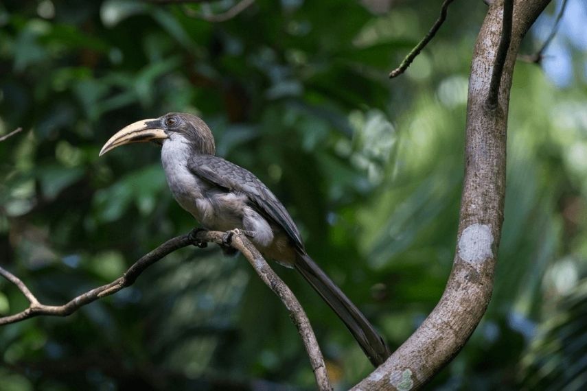sattal_bird_sanctuary