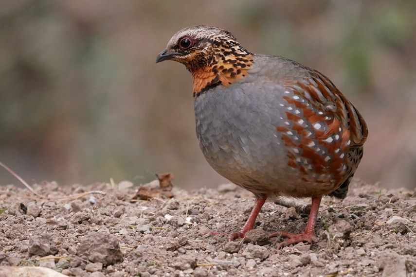 sattal_studi_ bird_photography