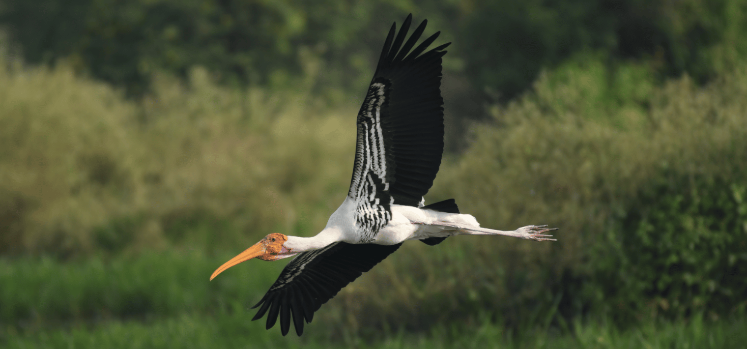 sultanpur bird sanctuary