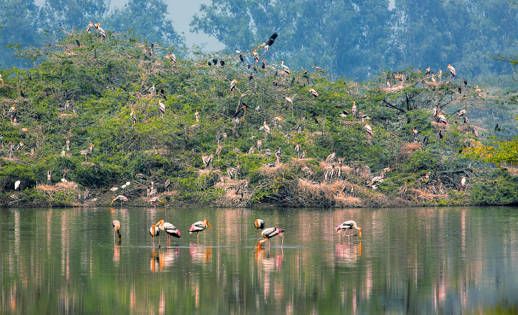 sultanpur_bird_sanctuary
