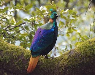 birding_in_india
