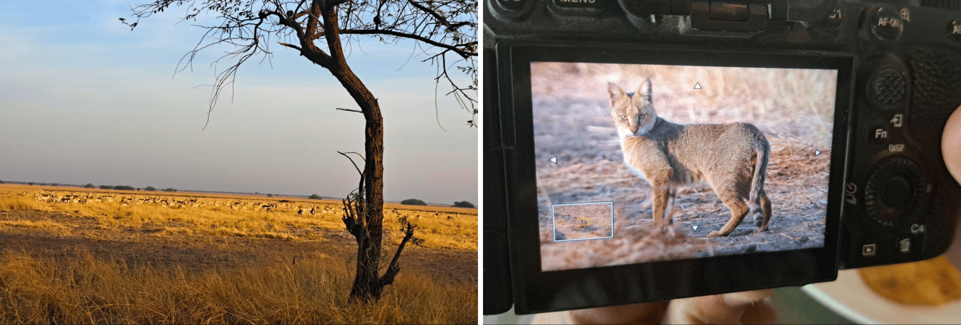 velavadar-national-park