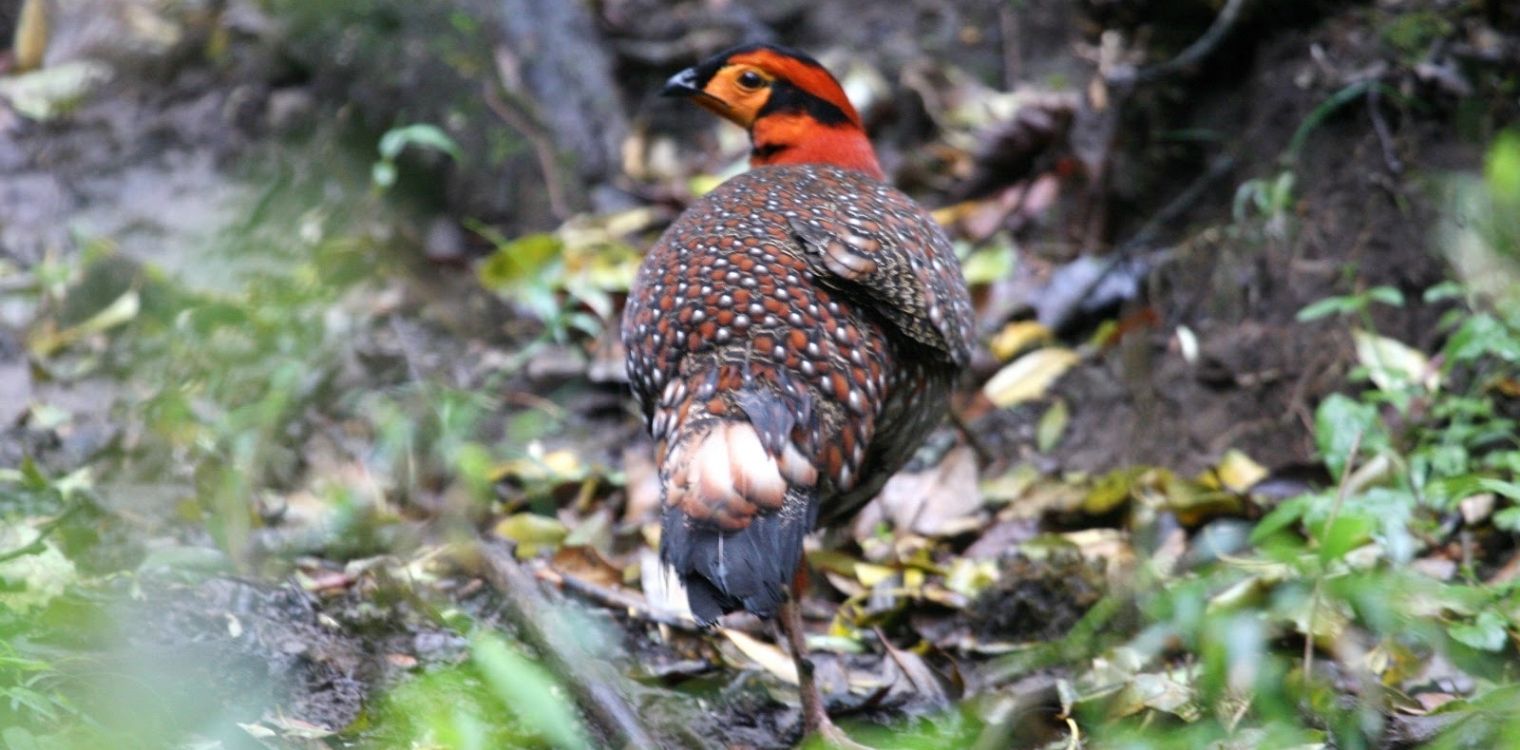 wildlife_near_mandala