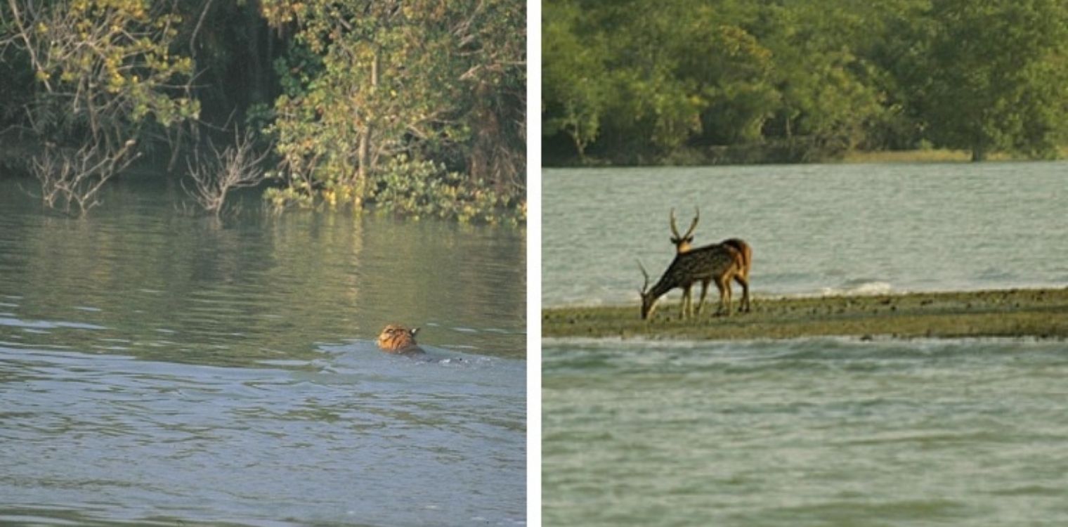 wildlife_tours_sundarbans_national_park