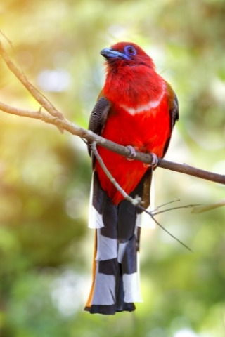birding_in_nepal
