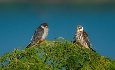 amur-falcon-in-nagaland