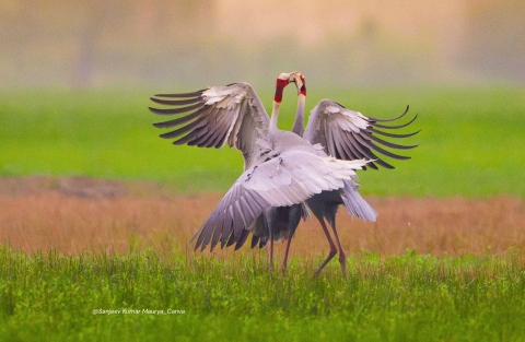 Bharatpur Birding Tour