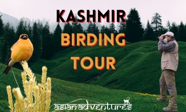 Embedded thumbnail for Kashmir Birdwatching Tour 