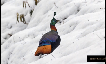 Embedded thumbnail for Chopta Birding Tours