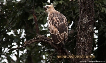 Embedded thumbnail for Birding and Wildlife - Agra And Bandhavgarh