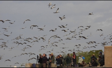 Embedded thumbnail for  Birding In Rajasthan 