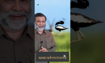 Embedded thumbnail for Discover The Joys Of Monsoon Birding