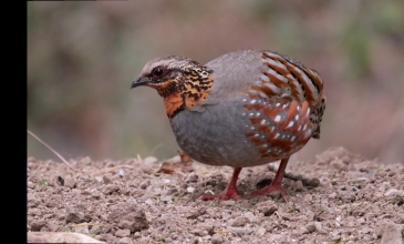 Embedded thumbnail for Bird Of Sattal 