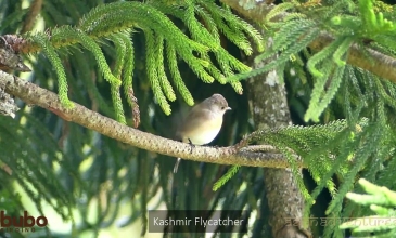 Embedded thumbnail for South India Birding Tours