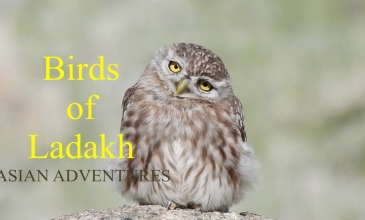Embedded thumbnail for Bird Watching in Ladakh