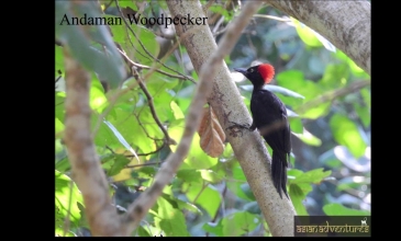 Embedded thumbnail for Andaman Birding Tours