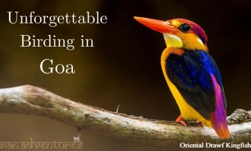 Embedded thumbnail for Bird Watching in Goa