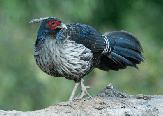 Best Birding Tours Pangot